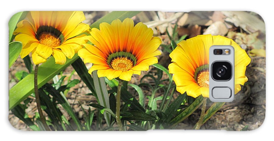 Flowers Galaxy S8 Case featuring the photograph Triplets by Dody Rogers