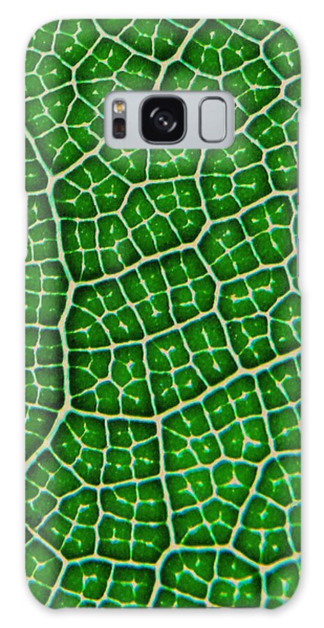 Abstract Galaxy S8 Case featuring the photograph Tropical fig leaf veins by David Clode