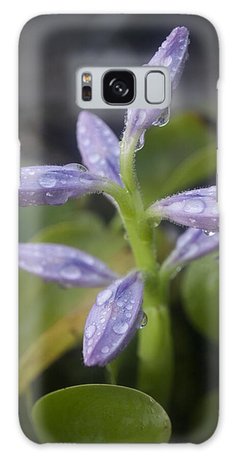 Rain Galaxy Case featuring the photograph Tropical Rains by Miguel Winterpacht
