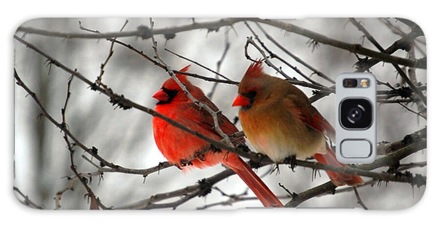 Cardinals Galaxy Case featuring the photograph True Love Cardinal by Peggy Franz