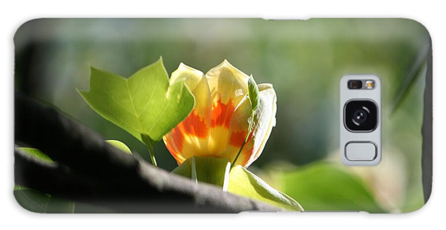Tulip Tree Galaxy Case featuring the photograph Tulip 3 by Jim Gillen
