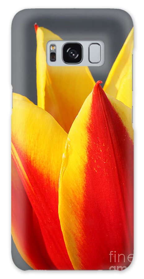 Macro Galaxy Case featuring the photograph Tulip by Todd Blanchard