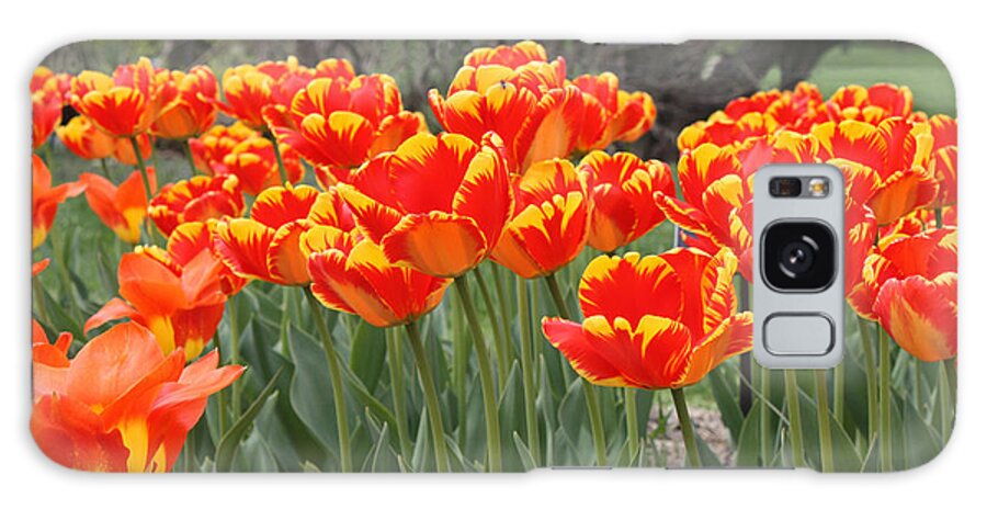 Tulips From Brooklyn Galaxy Case featuring the photograph Tulips from Brooklyn by John Telfer