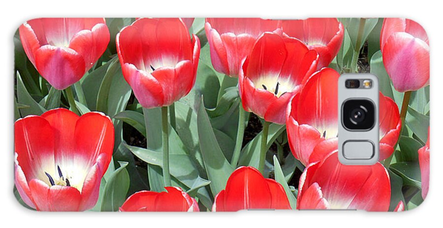 Tulips Galaxy Case featuring the photograph Tulips in Boston - 1 by Tom Doud