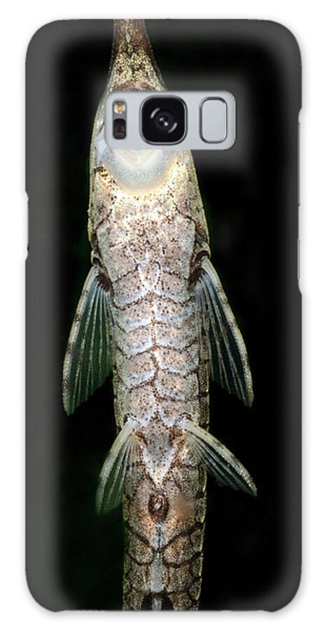 Fish Galaxy Case featuring the photograph Twig Catfish Or Stick Catfish by Nigel Downer