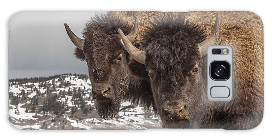 Bison Galaxy Case featuring the photograph Two Bison by Gary Beeler