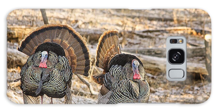 Turkeys Galaxy Case featuring the photograph Two Toms by Peg Runyan