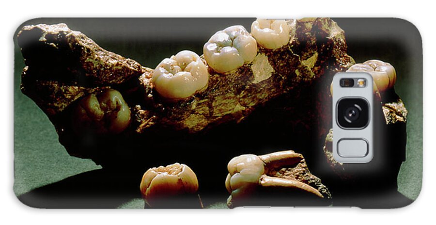 Australopithecine Galaxy Case featuring the photograph Type Specimen Of Paranthropus Crassidens (sk6) by John Reader/science Photo Library