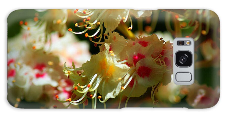 Flowering Chestnut Tree Galaxy Case featuring the photograph Uplifting by Anita Braconnier