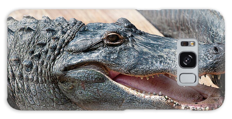 Alligator Galaxy Case featuring the photograph USA, Florida Gatorland, Florida by Michael Defreitas
