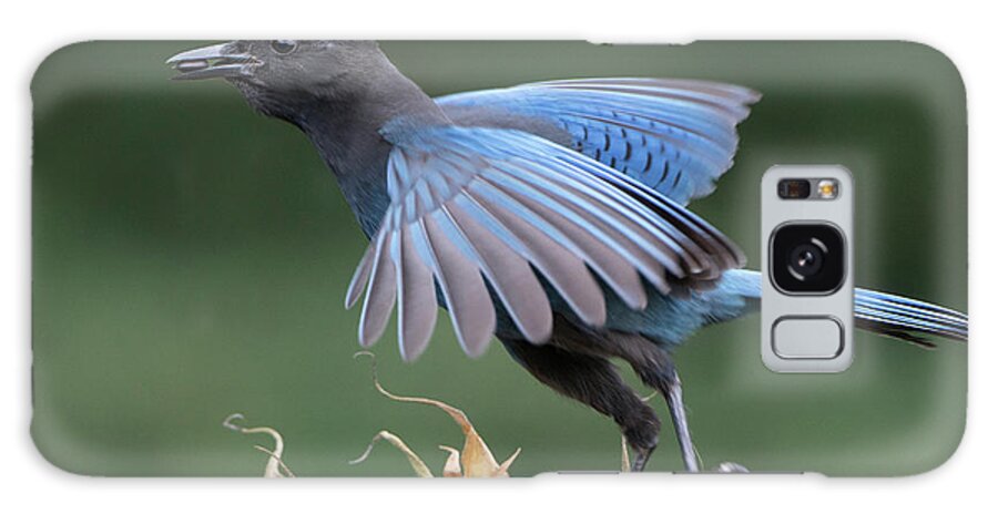 Animal Galaxy Case featuring the photograph USA Washington State Steller's Jay by Gary Luhm