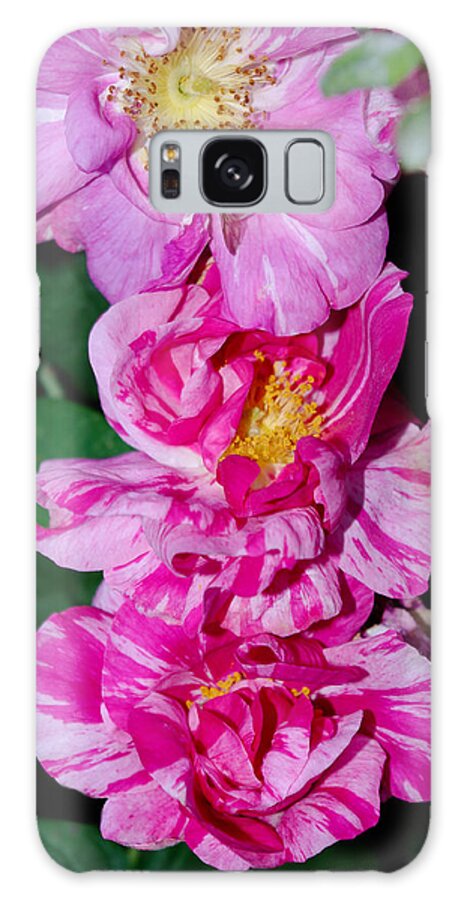 Variegated Roses Galaxy Case featuring the photograph Variegated Roses by Adria Trail