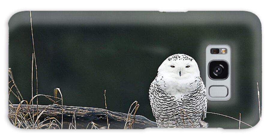 Snowy Owl Galaxy Case featuring the photograph Vermont Snowy Owl by John Vose