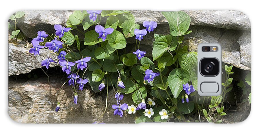 Violets Galaxy Case featuring the photograph Violets and Wild Strawberries by John Greco