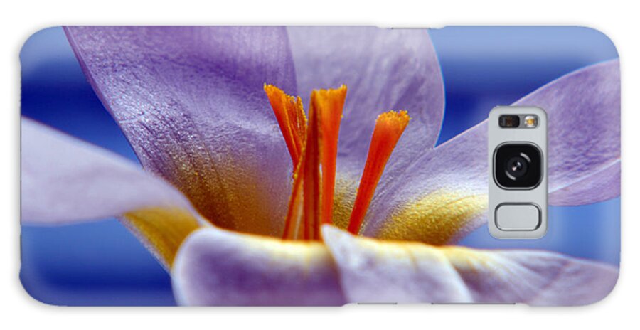 Crocus Galaxy Case featuring the photograph Vivid Colours Of Spring by Terence Davis