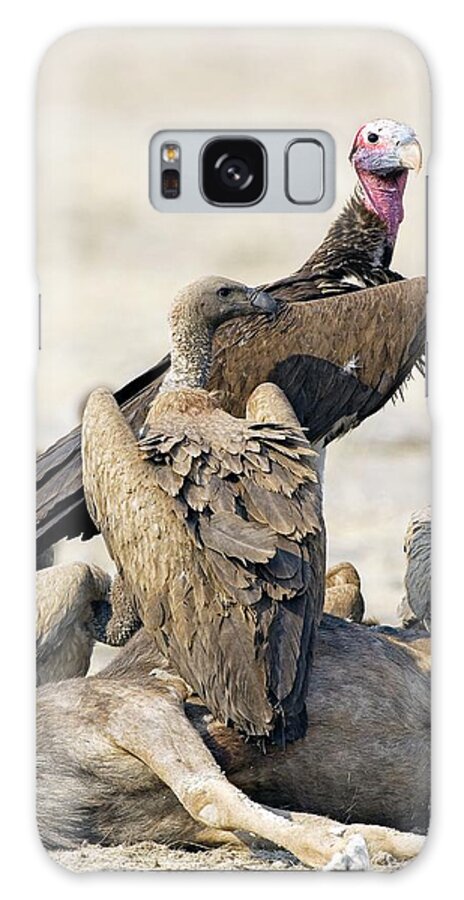 Torgos Tracheliotus Galaxy Case featuring the photograph Vultures With Carrion by Tony Camacho/science Photo Library