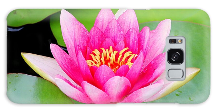 Blossom Galaxy Case featuring the photograph Water lily by Amanda Mohler