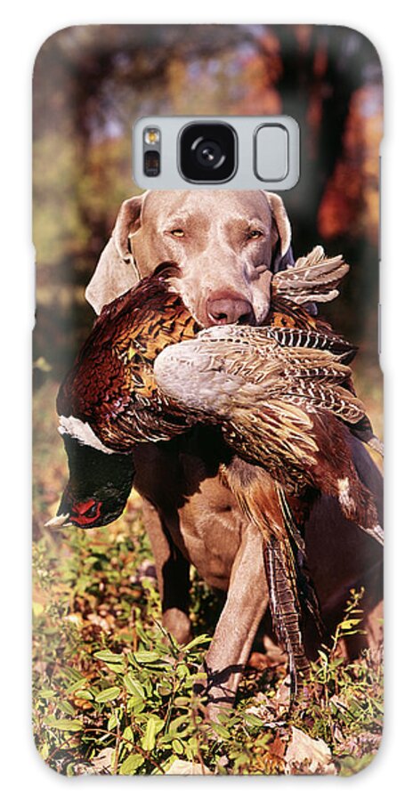 Photography Galaxy Case featuring the photograph Weimaraner Hunting Dog Retrieving Ring by Vintage Images