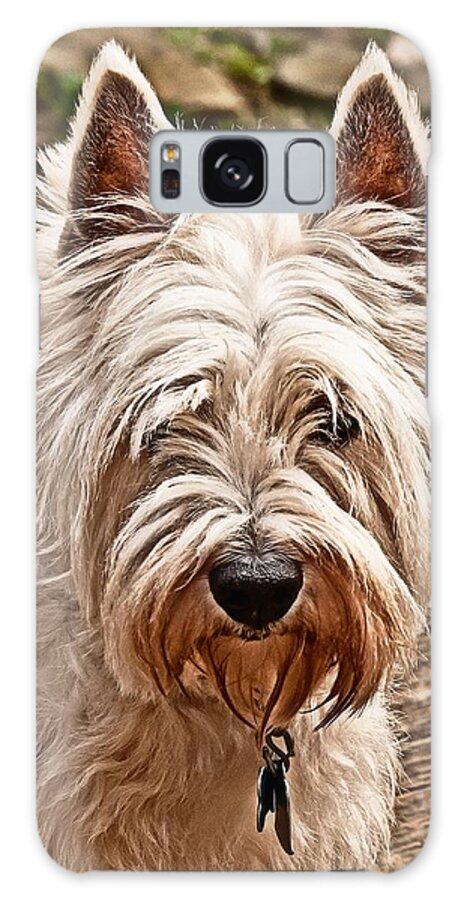 West Highland White Terrier Galaxy Case featuring the photograph West Highland White Terrier by Robert L Jackson