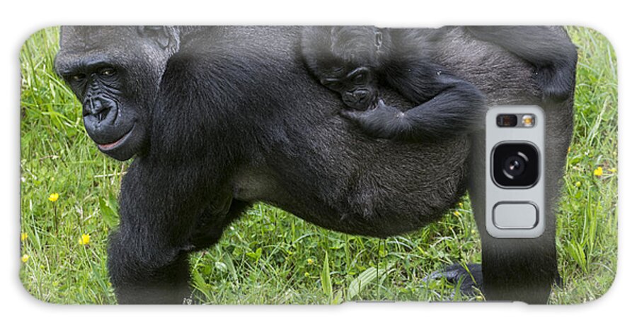 Western Lowland Gorilla Galaxy Case featuring the photograph Western lowland gorilla 2 by Arterra Picture Library