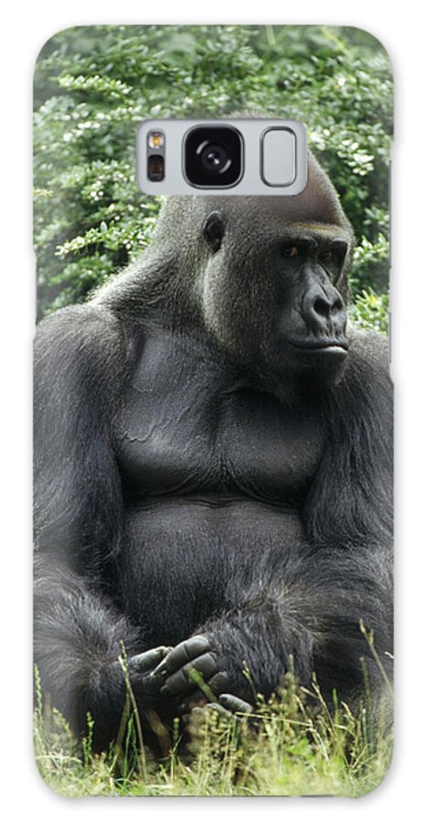 Feb0514 Galaxy Case featuring the photograph Western Lowland Gorilla Male by Konrad Wothe