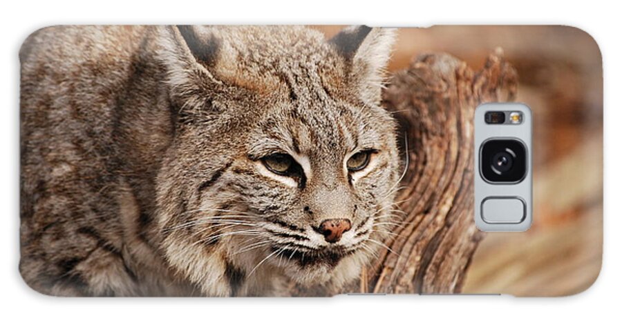 Bobcat Galaxy Case featuring the photograph What A Face by Lori Tambakis