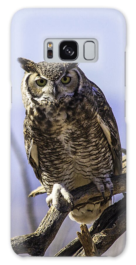 Great Horned Owl Galaxy Case featuring the photograph What by Mike Stephens