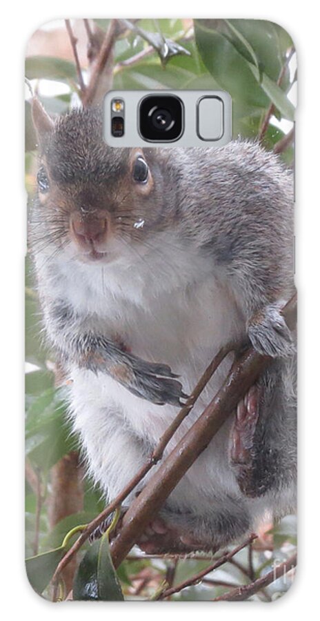 Squirrel Galaxy Case featuring the painting Where's Lunch? by Linda L Martin
