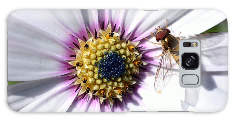 White Galaxy Case featuring the photograph White African Daisy Marmalade Fly by Scott Lyons