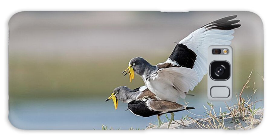Africa Galaxy Case featuring the photograph White-crowned Lapwings Mating by Tony Camacho/science Photo Library