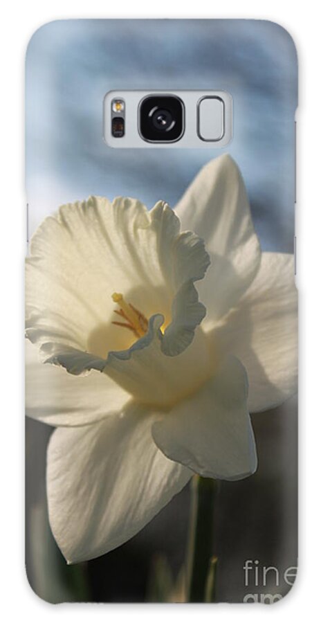 Daffodil Galaxy Case featuring the photograph White Daffodil by Jennifer E Doll
