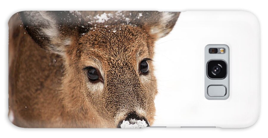 Deer Galaxy Case featuring the photograph White On The Nose by Karol Livote