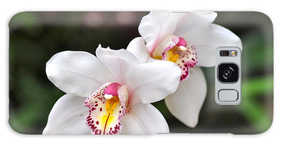 White Orchid Galaxy Case featuring the photograph White orchid by Sue Morris