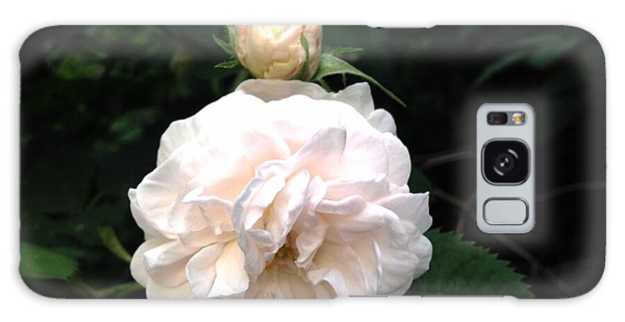 White Rose Galaxy Case featuring the photograph White Rose and Bud by Felix Zapata