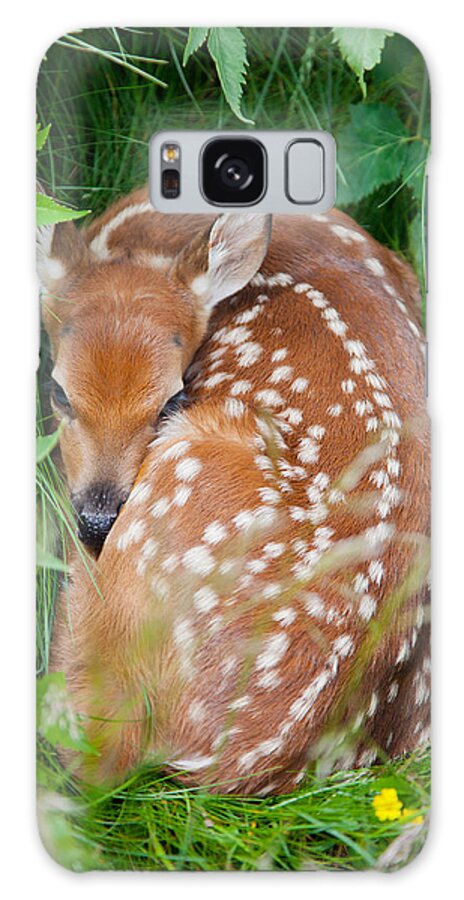 White-tailed Deer Galaxy Case featuring the photograph White-tailed Deer Fawn by Melinda Fawver