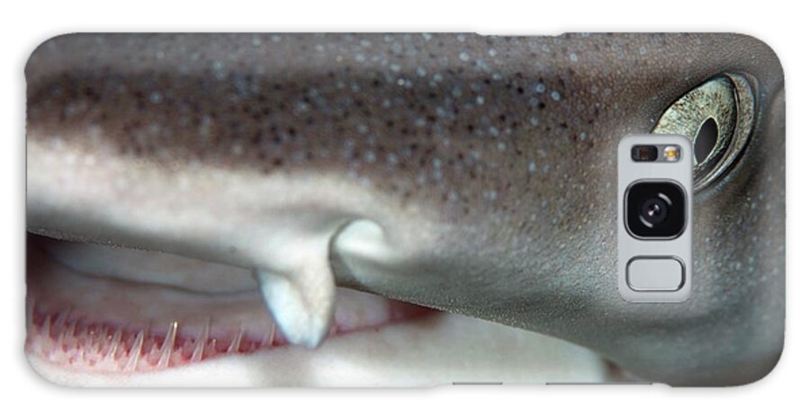 Whitetip Reef Shark Galaxy Case featuring the photograph Whitetip Reef Shark by Scubazoo/science Photo Library