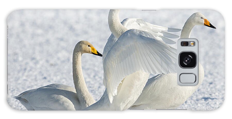 Swans Galaxy Case featuring the photograph Whooper Swans by Natural Focal Point Photography