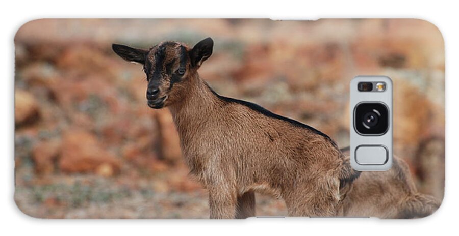 Goat Galaxy Case featuring the photograph Wild Baby Goat by DejaVu Designs