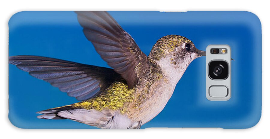 Ruby-throated Hummingbird Galaxy S8 Case featuring the photograph Wild Blue Yonder by Leda Robertson