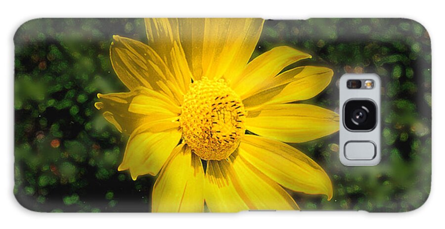Daisy Galaxy S8 Case featuring the photograph Wild Daisy by David Armstrong