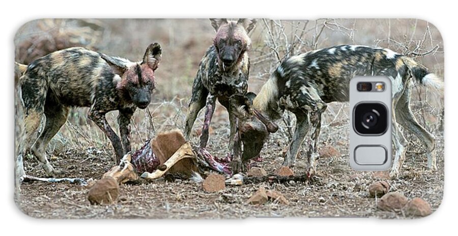 Africa Galaxy Case featuring the photograph Wild Dogs Feeding On An Impala Carcass by Tony Camacho