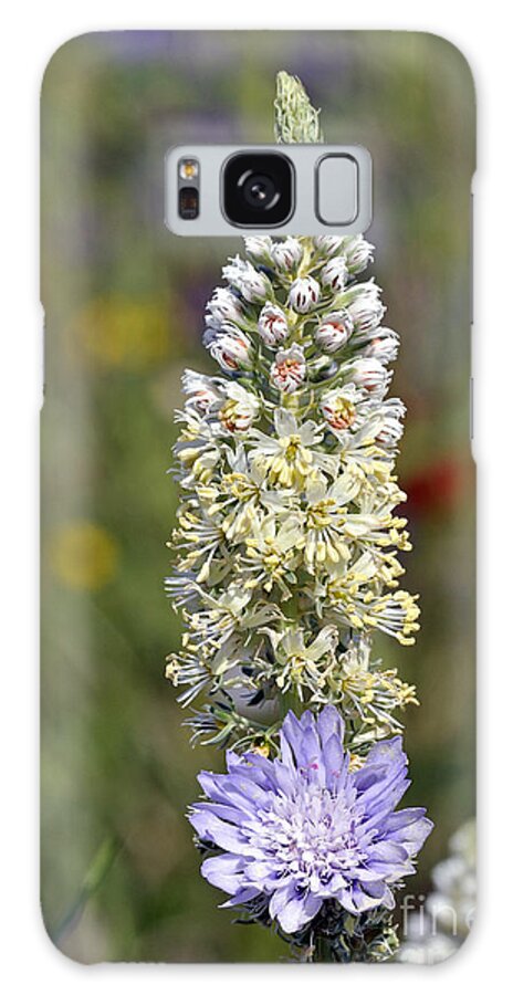 Wild Mignonette; Reseda Lutea; White; Flower; Wild; Plant; Spring; Print; Flowers; Photograph; Photography; Springtime; Season; Nature; Natural; Natural Environment; Natural World; Flora; Bloom; Blooming; Blossom; Blossoming; Color; Colour; Colorful; Colourful; Earth; Environment; Ecological; Ecology; Country; Landscape; Countryside; Scenery; Macro; Close-up; Detail; Details; Esthetic; Esthetics; Artistic; Beautiful; Beauty Galaxy Case featuring the photograph Wild mignonette flower by George Atsametakis