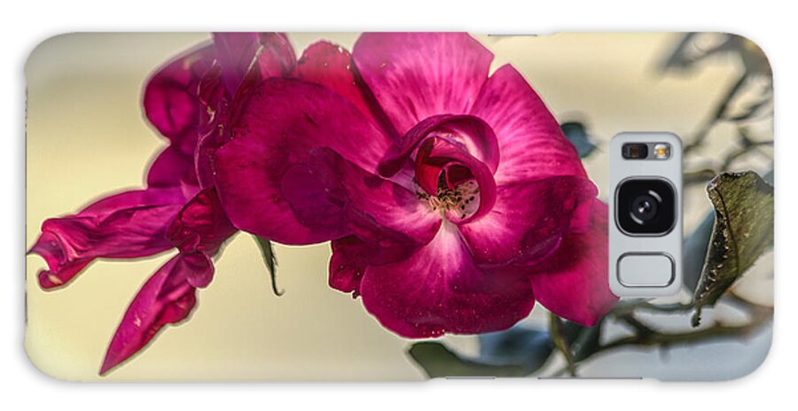 Florida Galaxy Case featuring the photograph Wild rose by Jane Luxton
