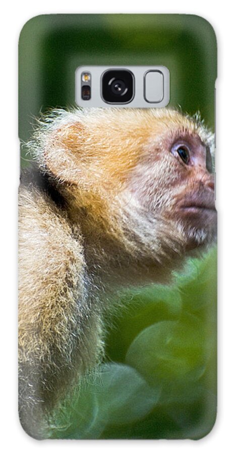 Monkey Galaxy Case featuring the photograph Wild White-faced Capuchin monkey by Christopher Byrd