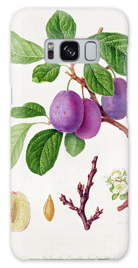 Plums; Plum Blossom; Fruit; Branch; Cross-section; Leaves; Botanical Illustration Galaxy Case featuring the painting Wilmot's Early Violet Plum by William Hooker