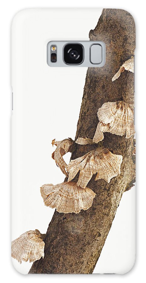 Fungi Galaxy Case featuring the photograph Winter Fungi by Jim Zablotny
