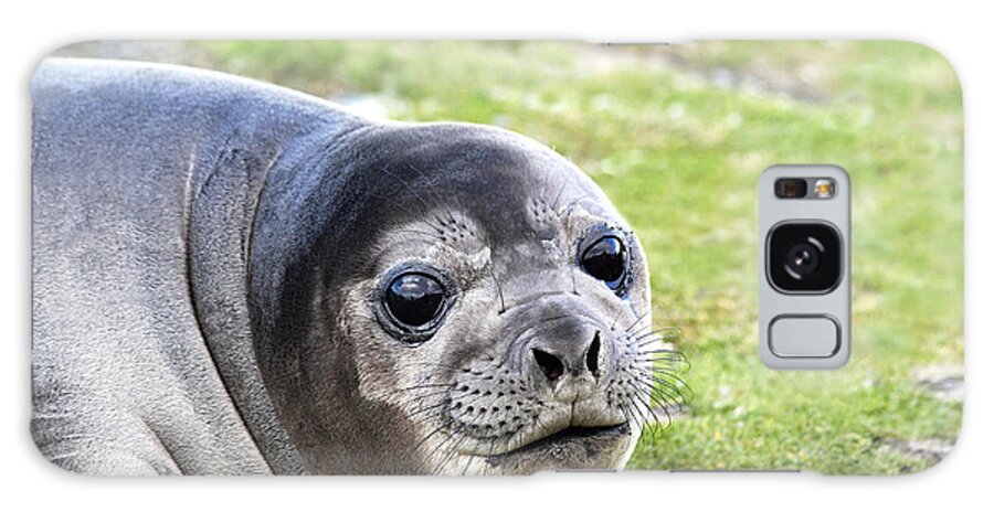 Southern Elephant Seal Galaxy Case featuring the photograph Woeful Weaner by Ginny Barklow