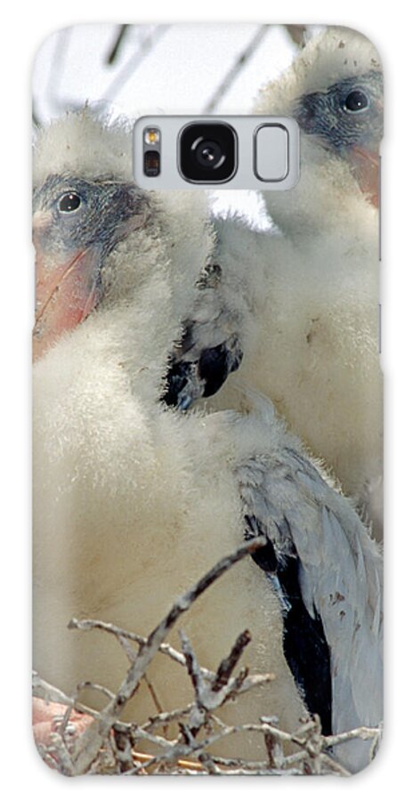 Wood Stork Galaxy Case featuring the photograph Wood Stork Nestlings by Millard H. Sharp