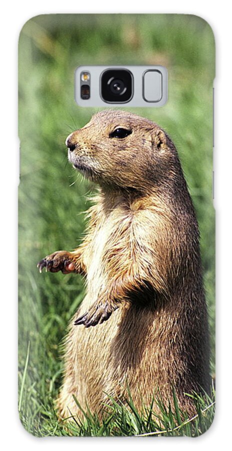 Groundhog Galaxy Case featuring the photograph Woodchuck by Tony Craddock/science Photo Library