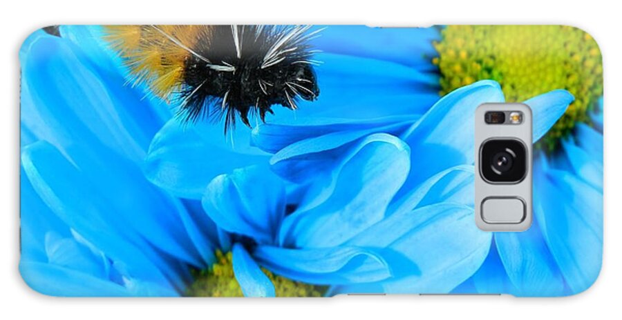 Oregon Galaxy Case featuring the photograph Woolly Bear on Blue Daisies by Gallery Of Hope 